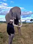 an elephant born without its trunk