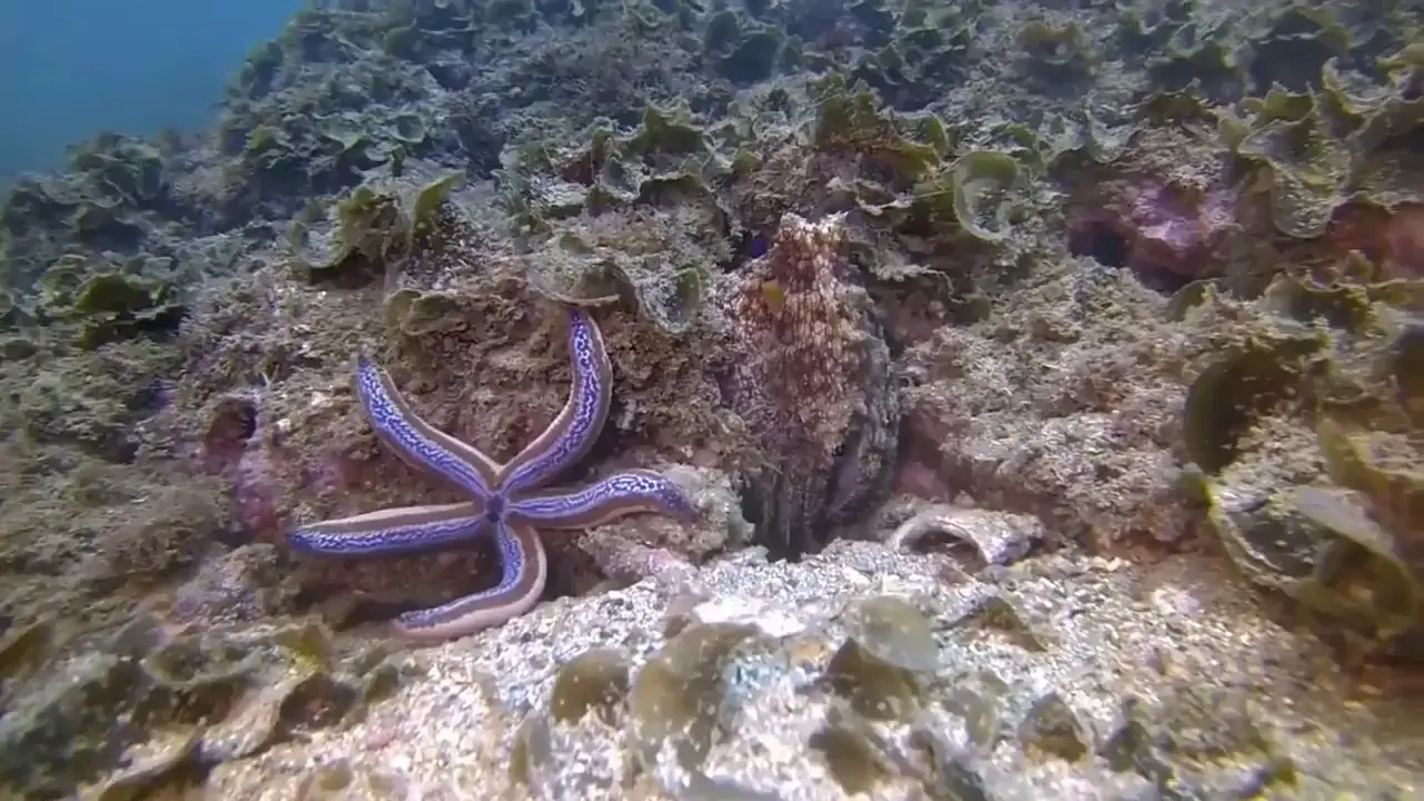 An octopus lashing out at a fish out of spite