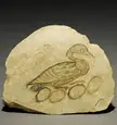 Ancient Egyptian Limestone Ostracon with an ink drawing of a mother goose nesting her eggs. Two faint figures of goslings can be seen in red. 19th-20th Dynasty (1292-1077 BC) British Museum [991x1057]