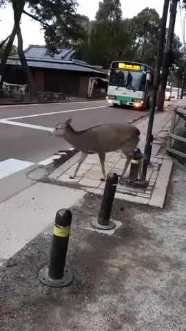 Animal crossing
