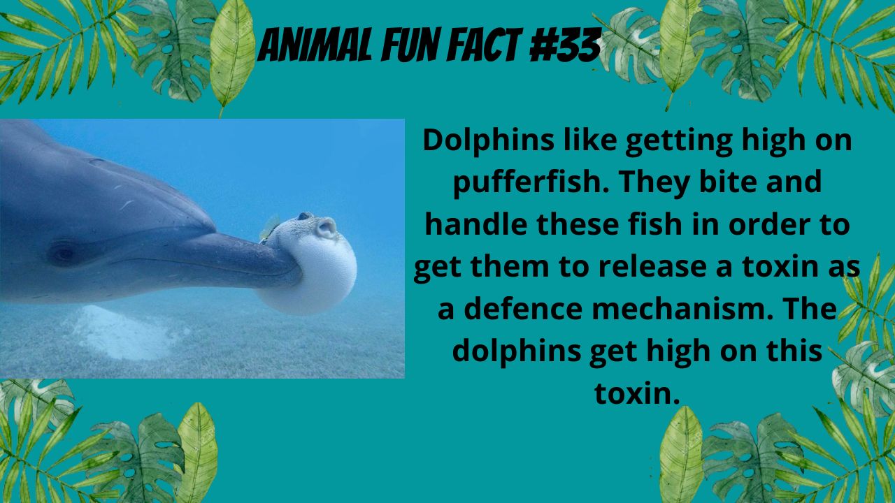 Animal Fun Fact | Scrolller