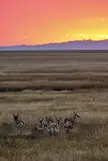Antelope after sunset