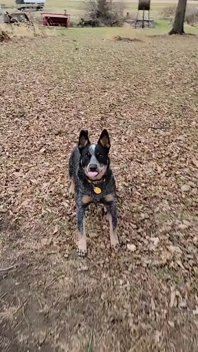 Anticipation tippy taps