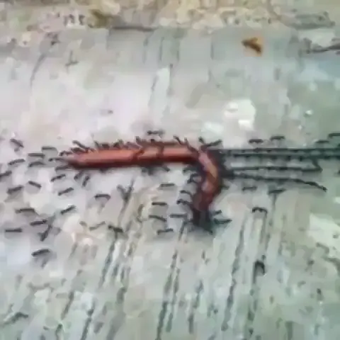 Ants forming a line to pull a worm