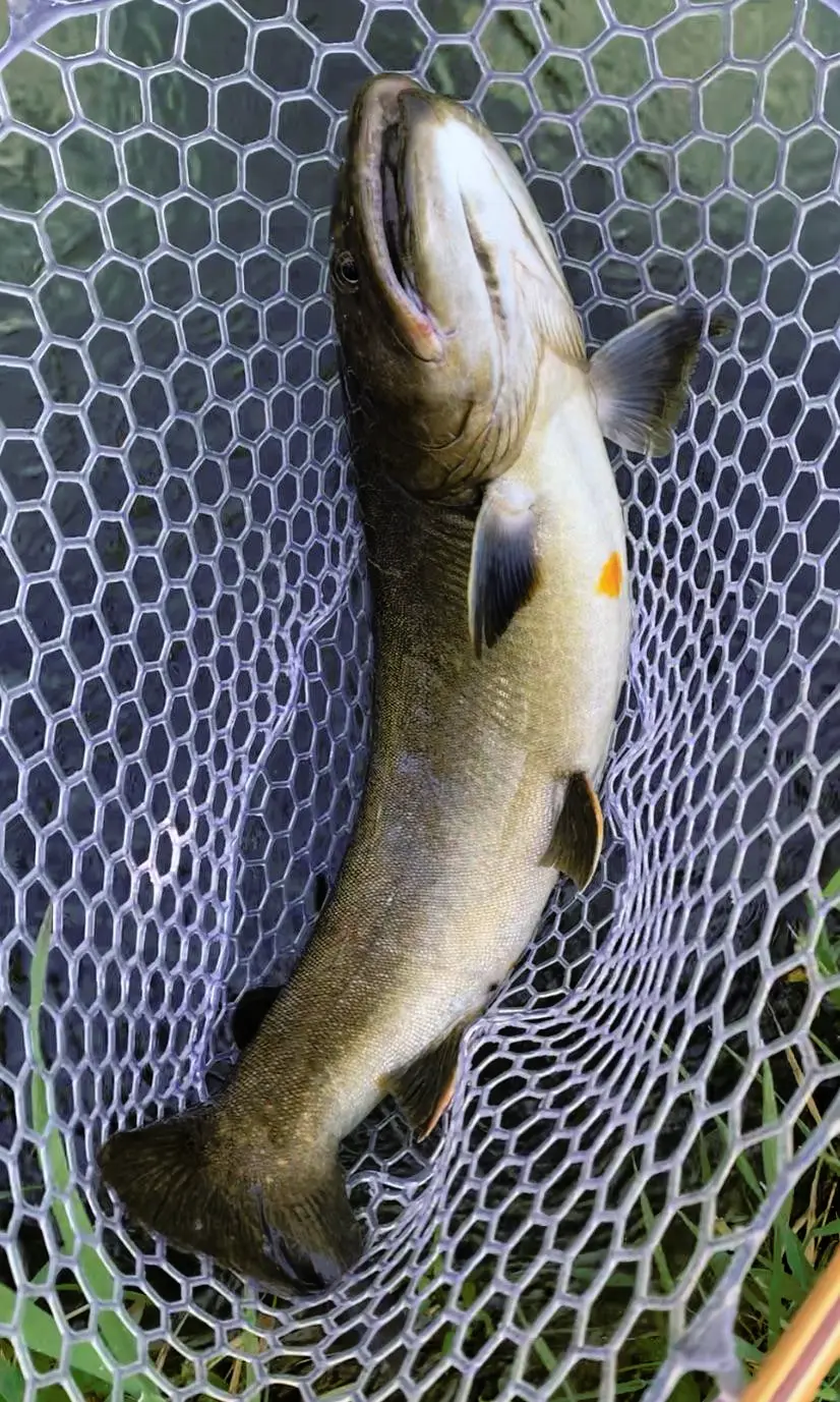 Any idea why the Bull Trout i caught had an orange marking on its belly ...