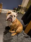 Any tips on integrating two dogs in the same home? Both bulldogs.