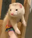 Anybody else’s ferrets enjoy biting rubber bands or hair bands
