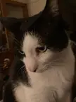 Anybody else’s Tux not observing time change?