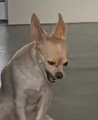 Anyone else accidentally fed your mogwai after midnight? 