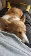 Anyone else get paralysis via corgi?