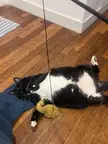 Anyone else have a cat that falls asleep mid-play 😂