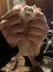 Anyone else hold their rat “hamburger” style?