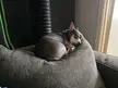 Anyone else melt when you see your chi like this?