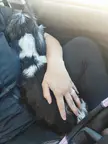 Anyone else's Tzu love car rides? (Don't worry, I'm parked 😄)