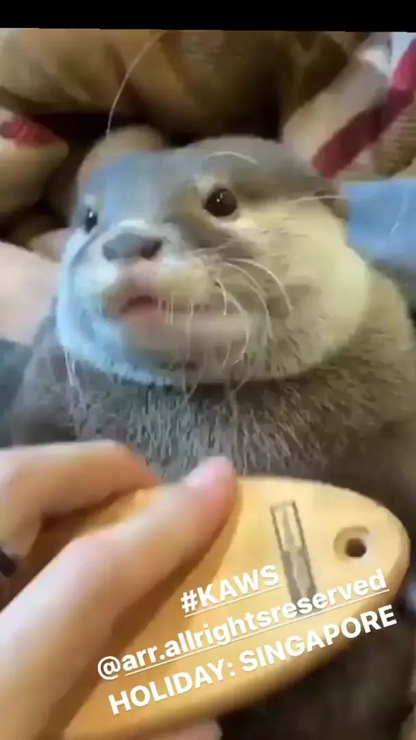 Anyone know where I can find the original or full video of this clip? 😍