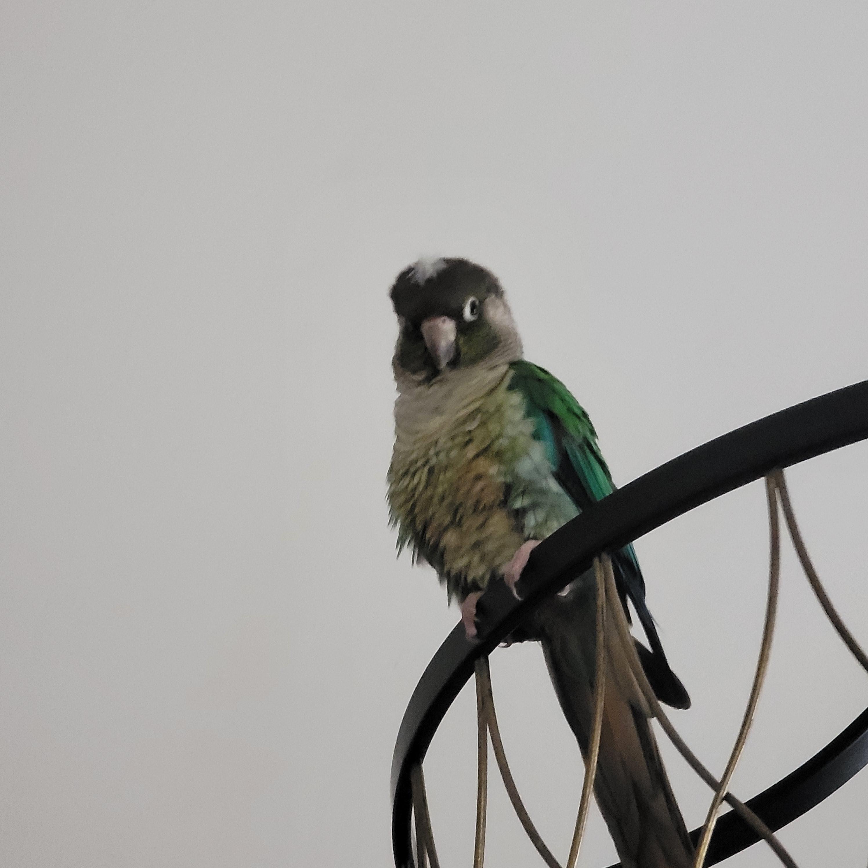 RIP to my baby Olive of 7 years (I'm tagging this NSFW because this is a serious topic, not because of any gorey pictures or anything)