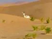 Arabic Gazelle