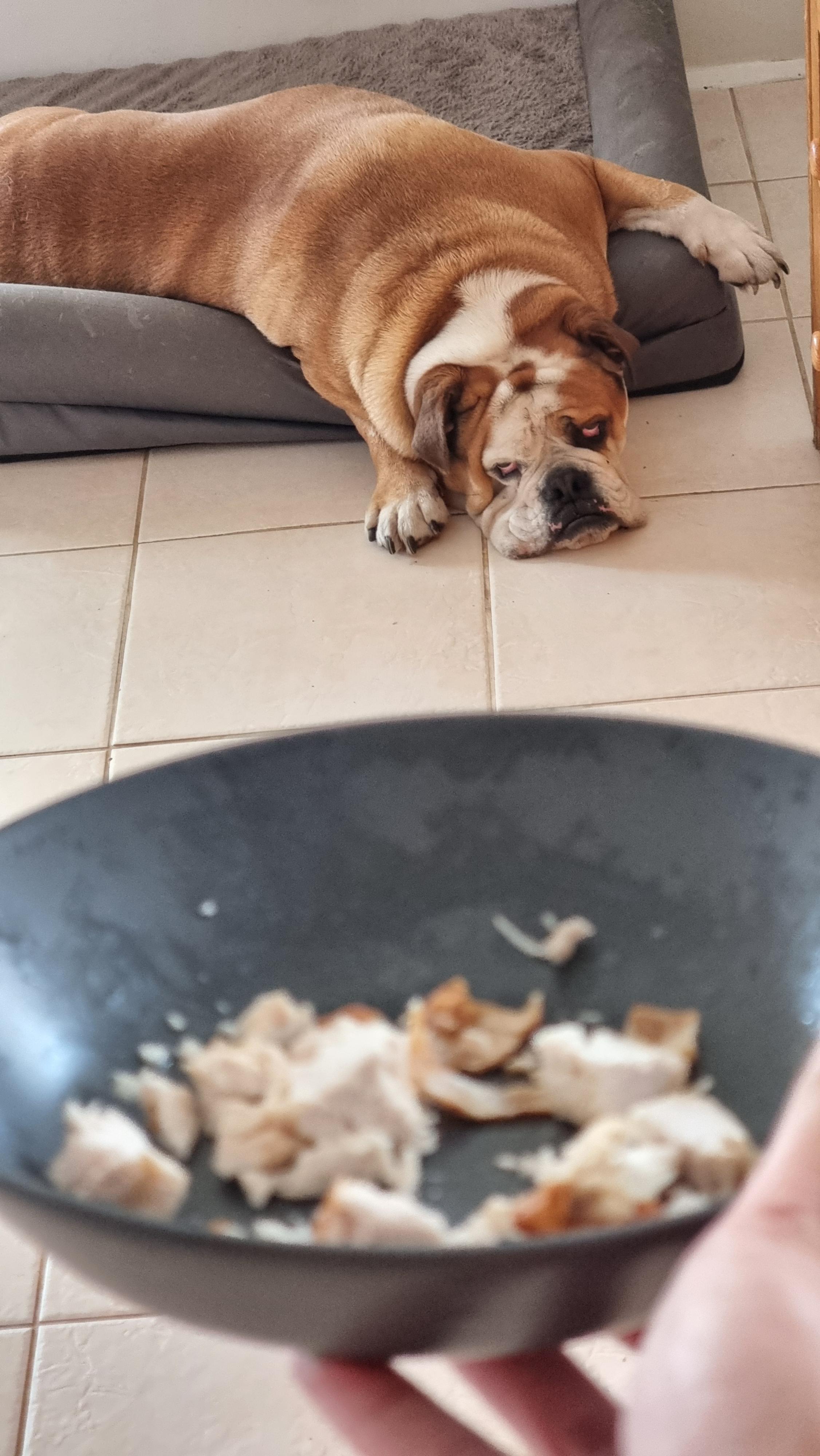 As a coping mechanism- my dog pretends he doesn't care anytime food is ...
