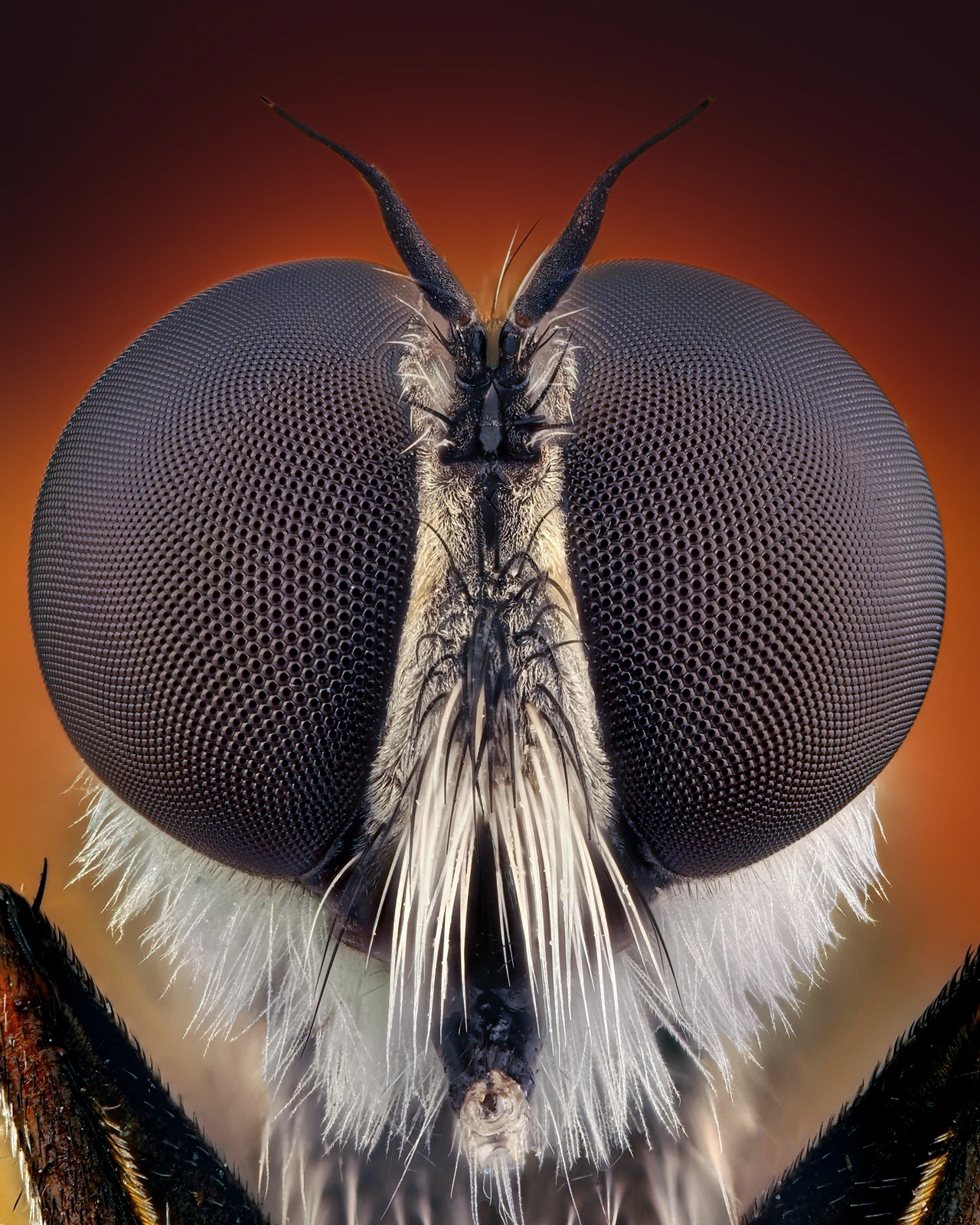 Asilus crabroniformis | Scrolller
