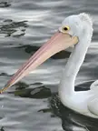 Australian Pelican
