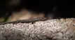Australian Skink