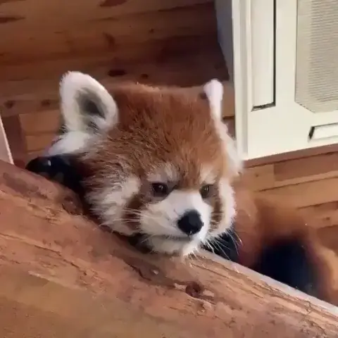 Awww red panda