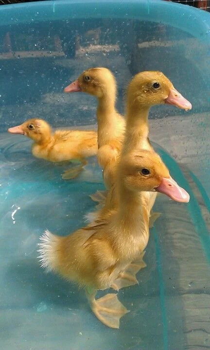 My One Week Old Indian Runner Ducklings Enjoying A Swim In Their Pool