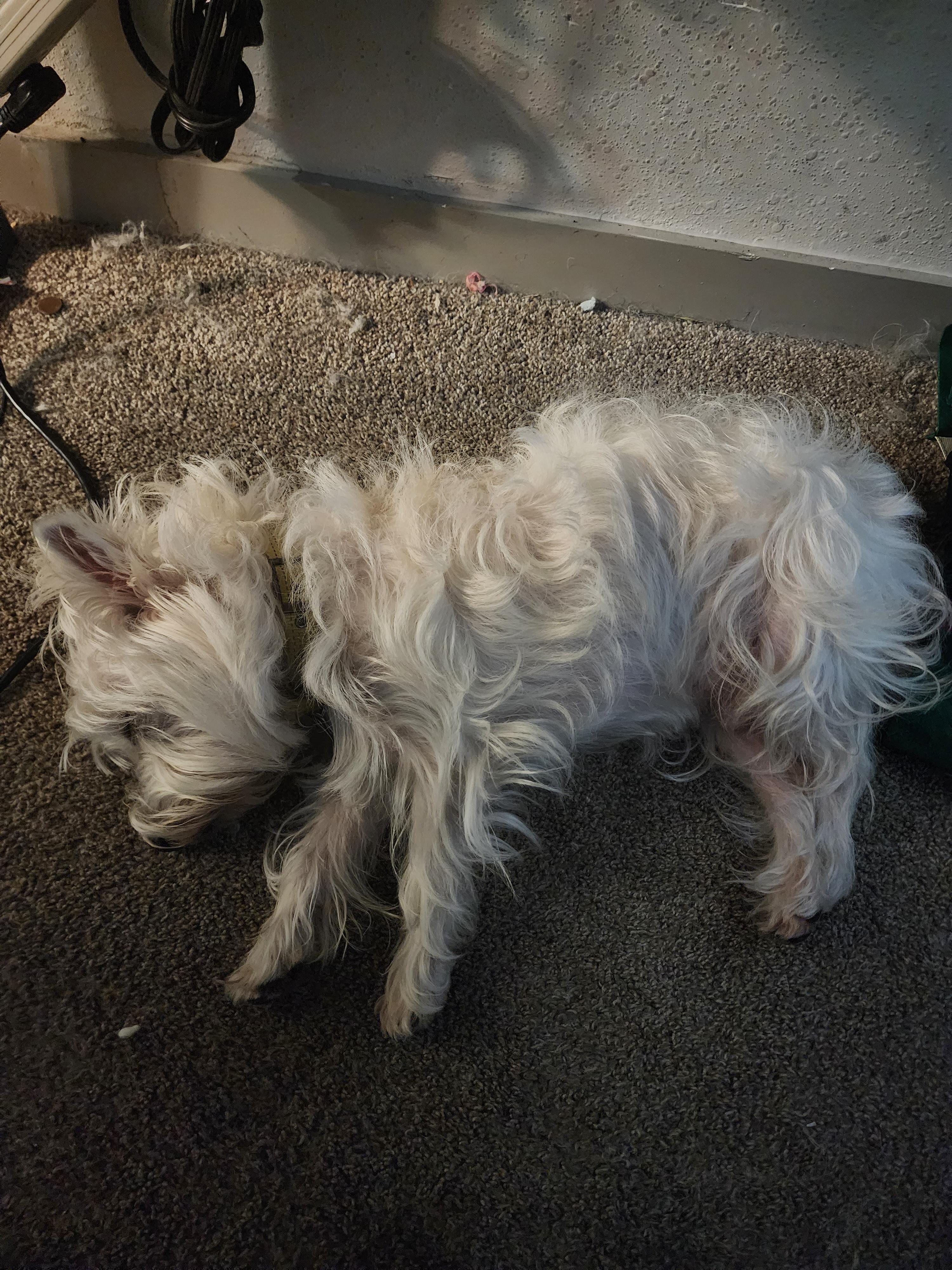 Guess I'm stuck at my desk. I can't disturb his deep nap