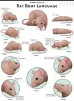 ACTUAL rat behavior chart