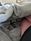 My Chinchillas are crazy about blankies