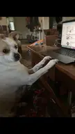 Busted online shopping. This is my doggo Oliver aka Ollie.