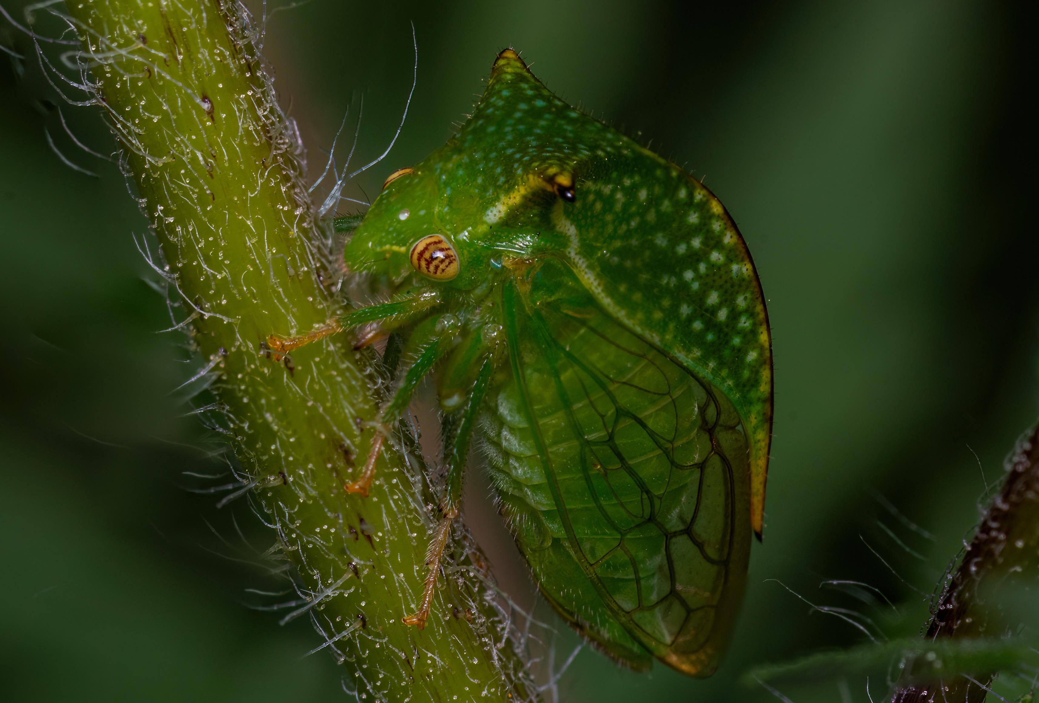 Buffalo Treehopper