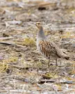 Gray Partridge: Central Iowa