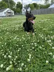 Atlas the Dobeee!