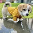 If you’re having a bad day, here’s an image of a puppy in a raincoat