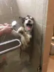 you can hear the screams...