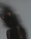 Blurry picture of a cat