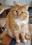 Fizzgig in Full Floof Mode