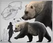 The cave bear, Ursus spelaeus, was a massive species with dimensions close to those of a male Kodiak bear but even denser boned and heavier (by WandErful_art)