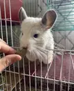 Giving my chinchilla, Andy, a few treats for his 24th Birthday!