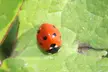 insects