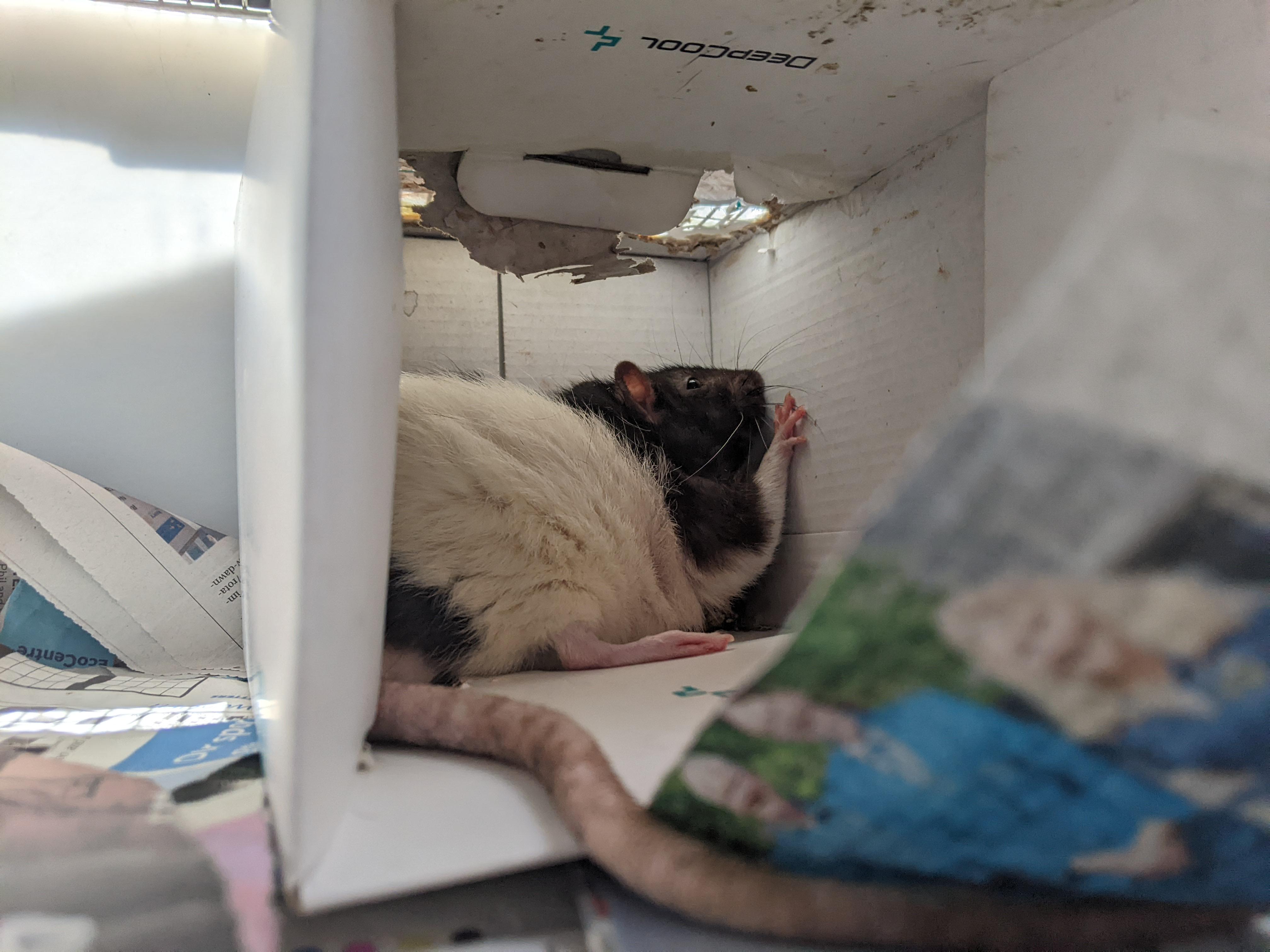 Ball removal successful!