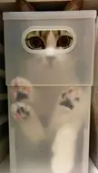 Can you sees me in here 🐱