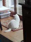 Delightfullychubby