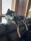 My parents Husk grew up with cats and other huskies