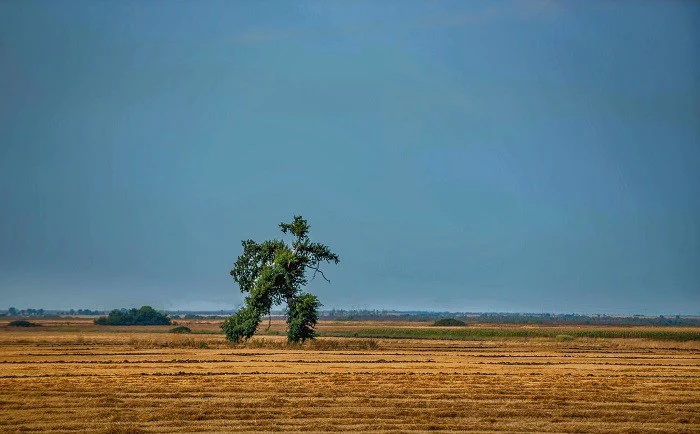 The phenomenon known as the running tree in Bulgaria | Scrolller
