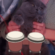 SukiBongos, a grey cat in a grey sweater appearing to play bongo drums.