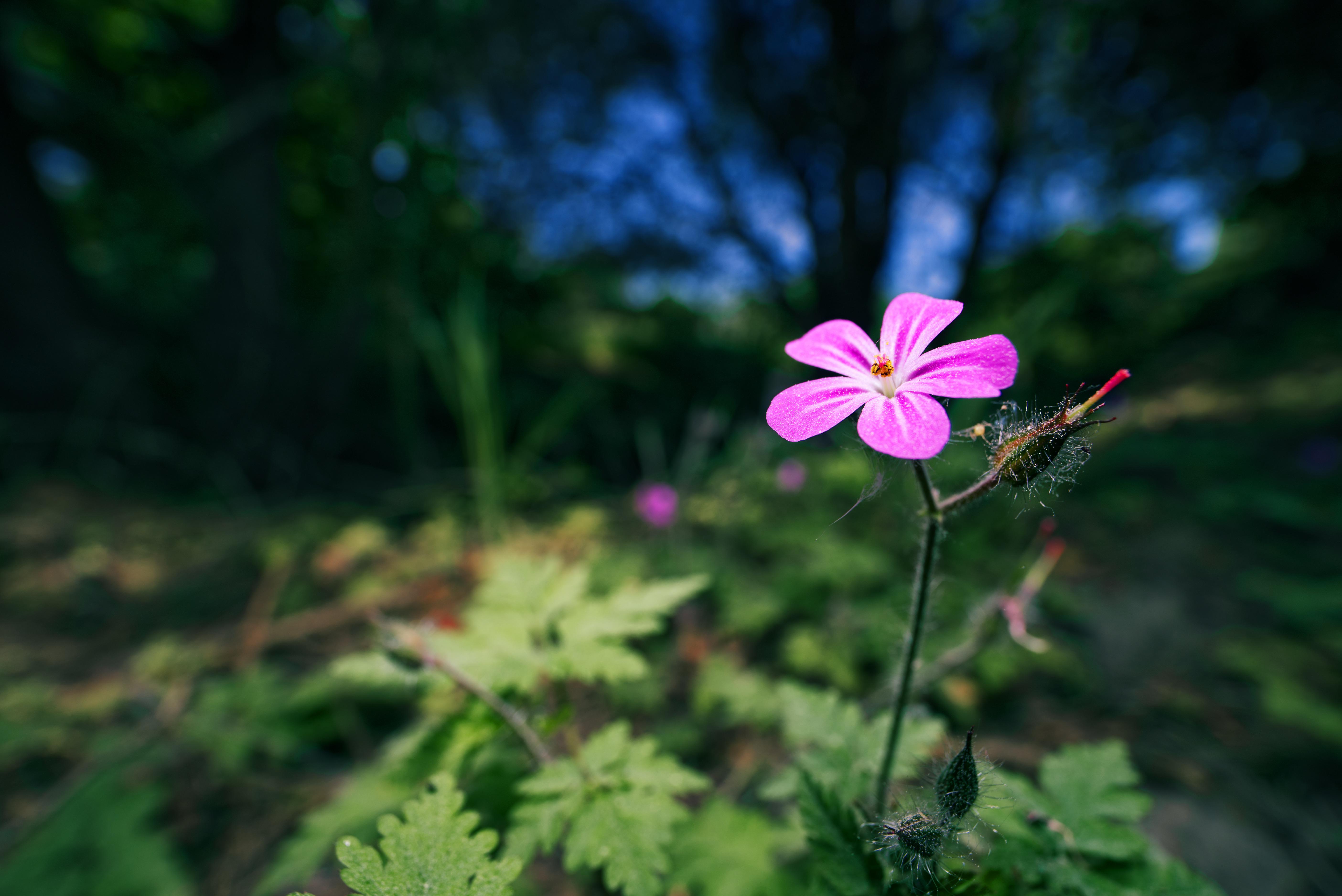 Flower in the forest