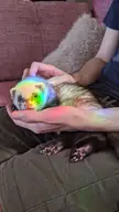 Morning rainbow cast on mew