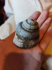 Found this on the beach, believe it's a pleurotomaria
